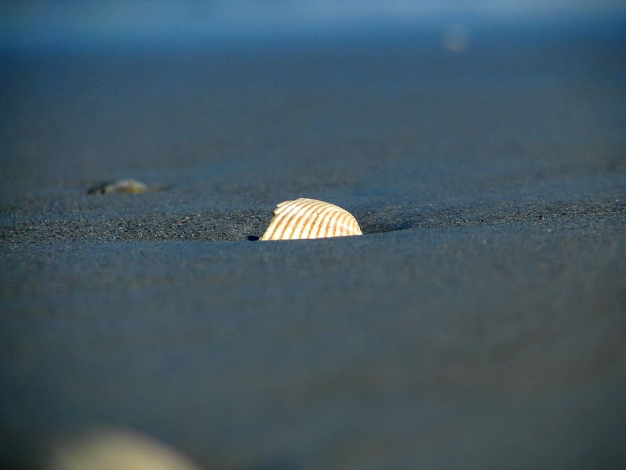 seashell, scallop, beach, florida, sand, sandy beach, selective focus HD wallpaper