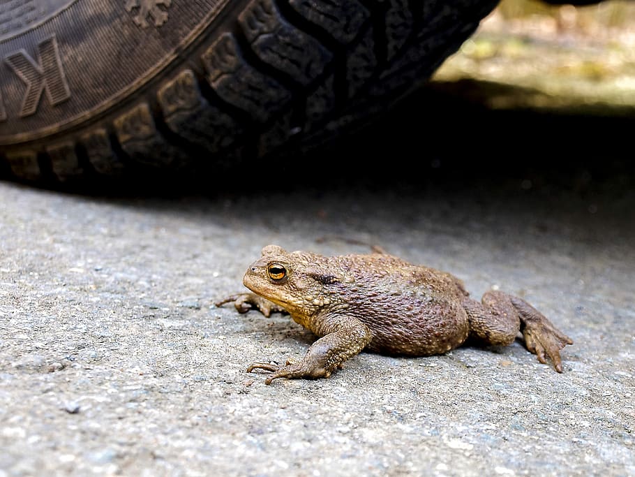 Common Toad, Amphibians, Nature, animal, reptile, animal wildlife HD wallpaper