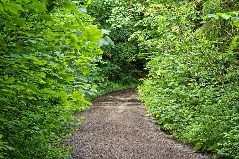 Away, Forest, Path, Nature, Trees, Bushes, forest path, hiking HD wallpaper
