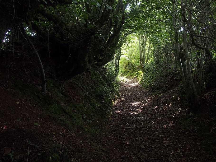 photo of pathway at forest during daytime, shade, shadow, gloom HD wallpaper