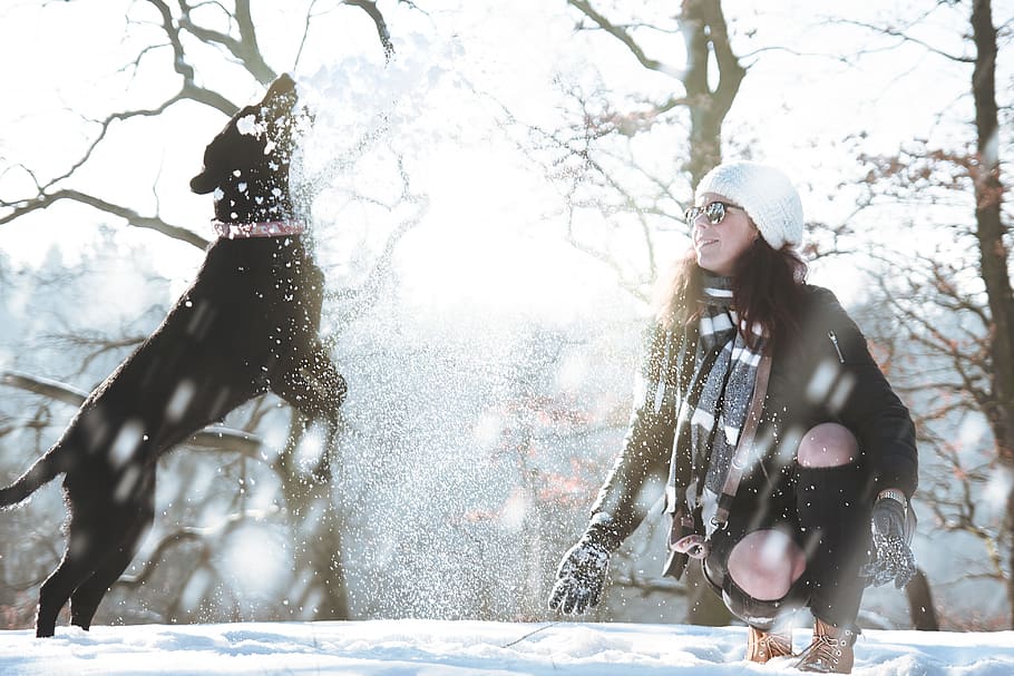 woman near the black dog jumping on the field, snow, winter HD wallpaper
