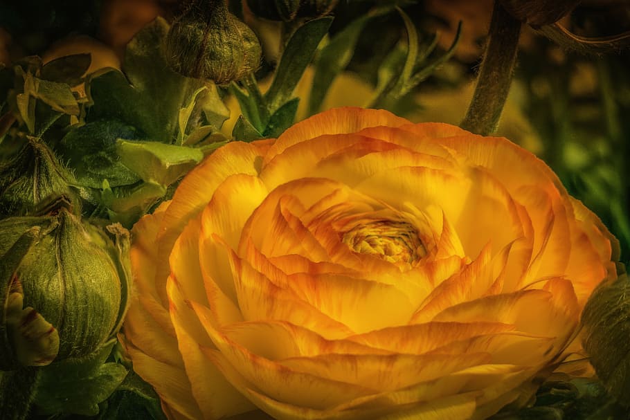 ranunculus, buttercup, flower, spring, flowering plant, petal HD wallpaper