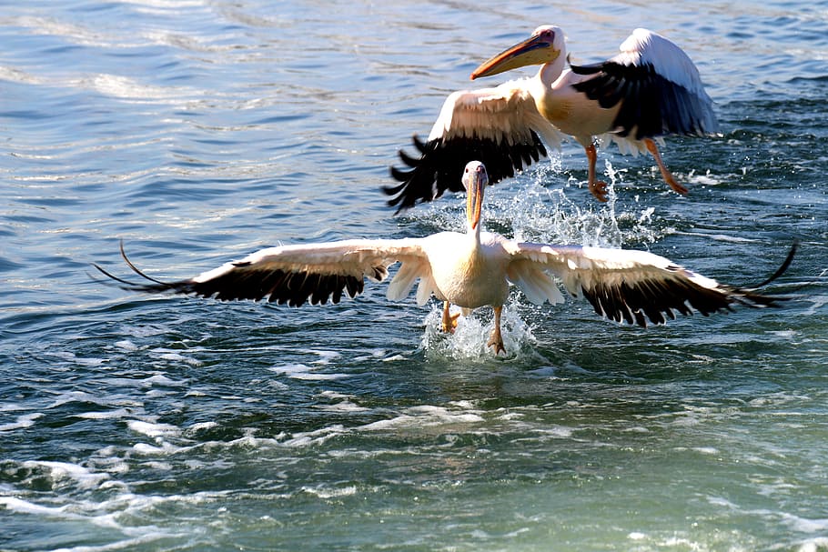 Pelicans, Namibia, Pelican Point, Fly, bird, sea, flight, birds HD wallpaper