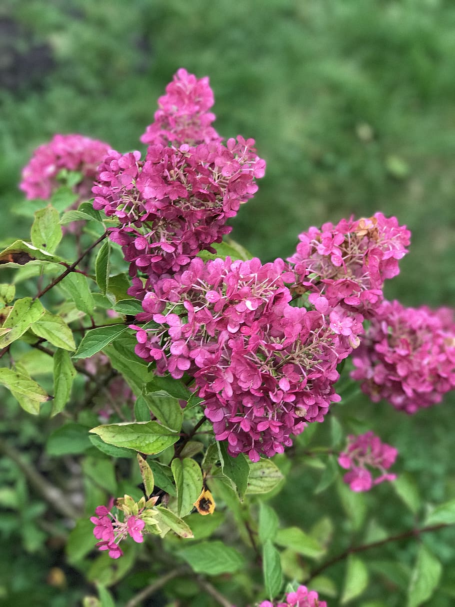 flowers, color, grass, flowering plant, pink color, beauty in nature HD wallpaper