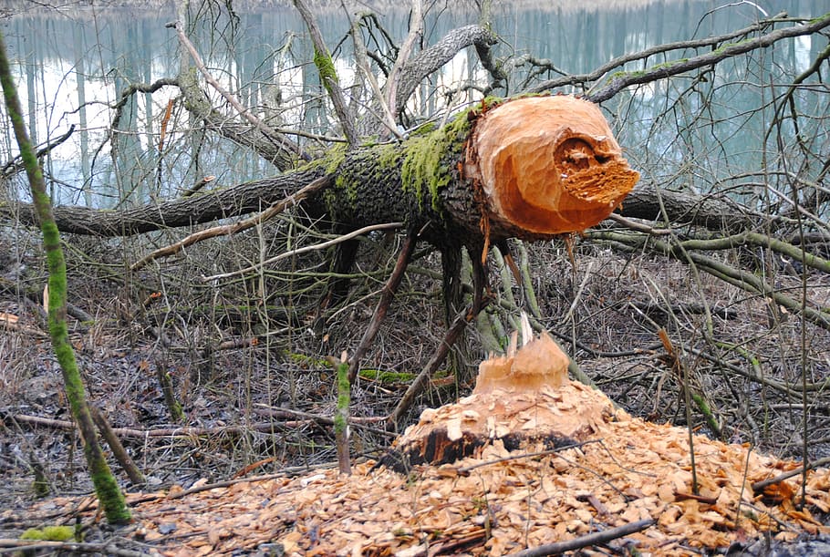 beaver, beaver damage, rodent, beaver tree, beaver eating, inn HD wallpaper