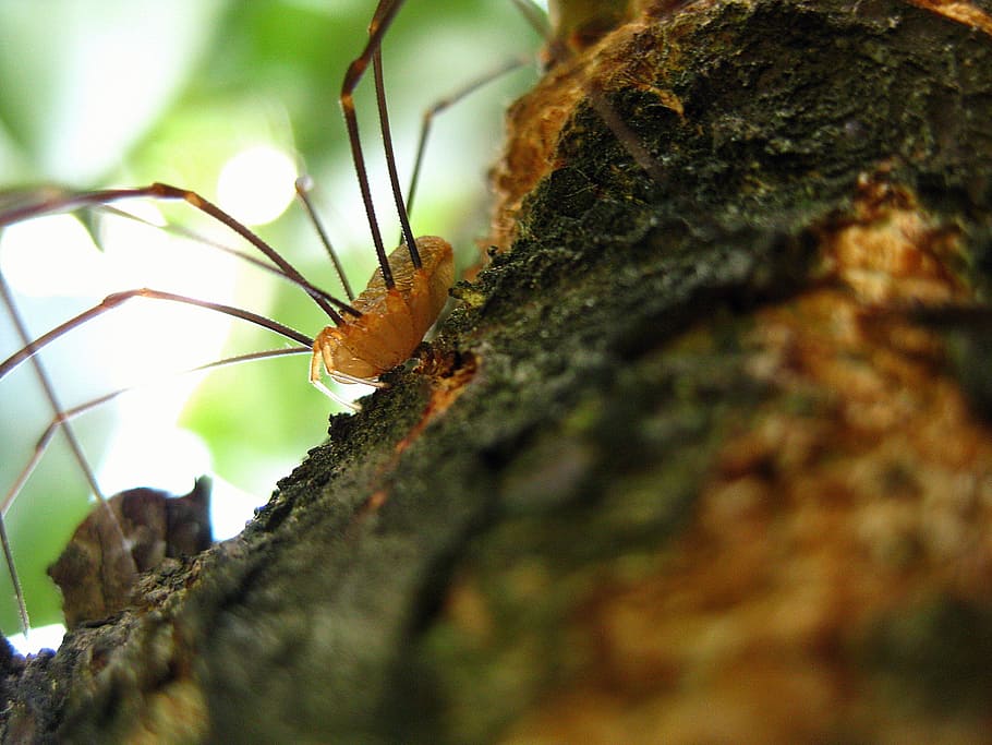 Spider, Arachnid, legs, long legs, wildlife, macro, nature HD wallpaper