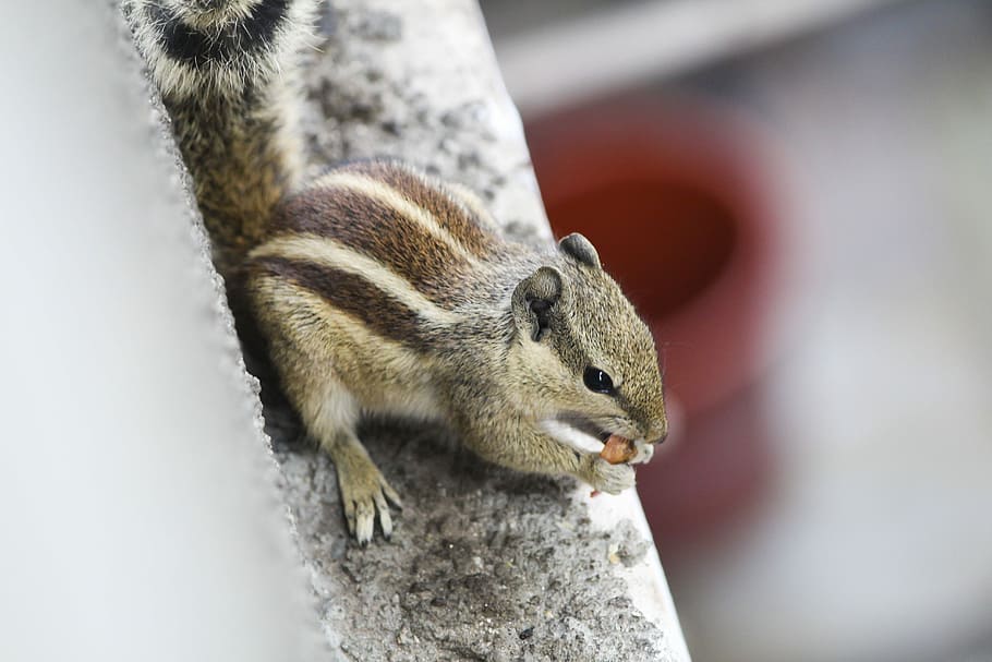 close-up photo of brown chipmunks, tree, branch, wall, squirrel HD wallpaper