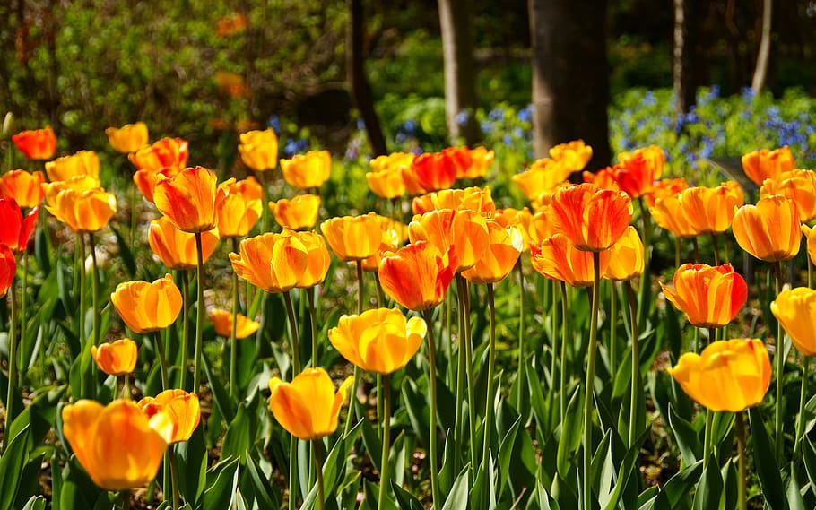 Klitschko, f, there wouldn't be a, nature, flower, tulip, springtime HD wallpaper