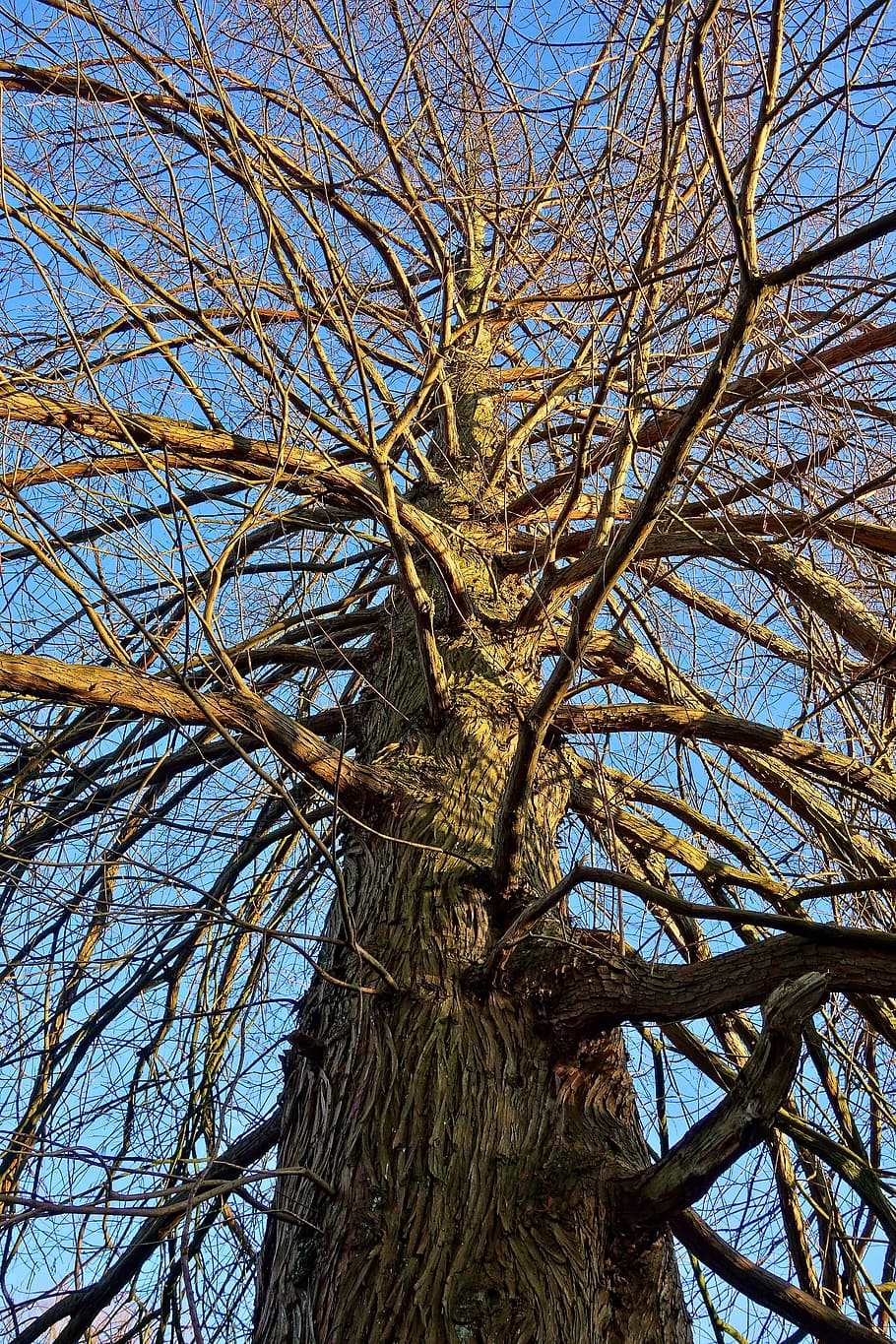tree, trunk, bark, branch, rising up, upward view, winter tree HD wallpaper