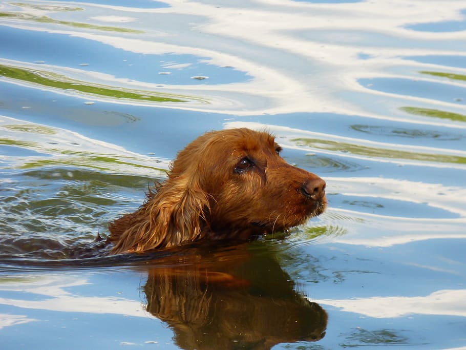 dog, water, river, bathing, the spaniard, brown coat, one animal