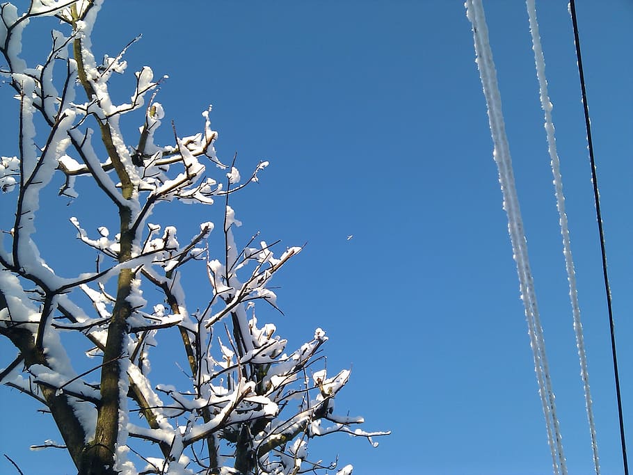 winter, snow, cold, sky, blue, tree, branch, low angle view HD wallpaper