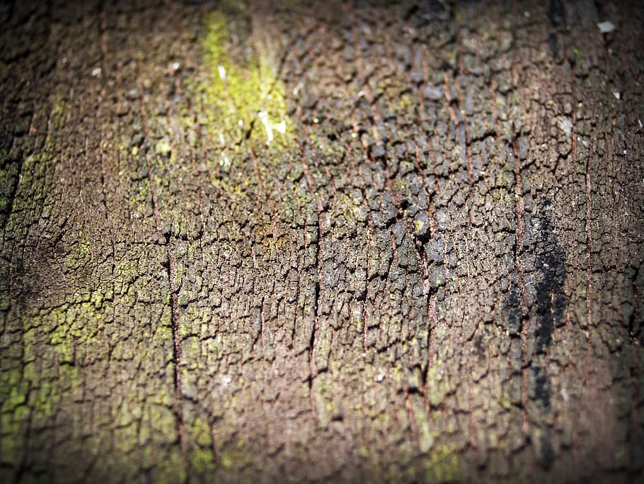 bark, tree, wood, pine, background, abstract, skin, board, surface HD wallpaper
