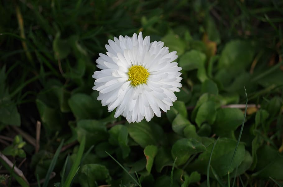 Daisy, Flower, White, Spring, growth, nature, no people, flower head HD wallpaper