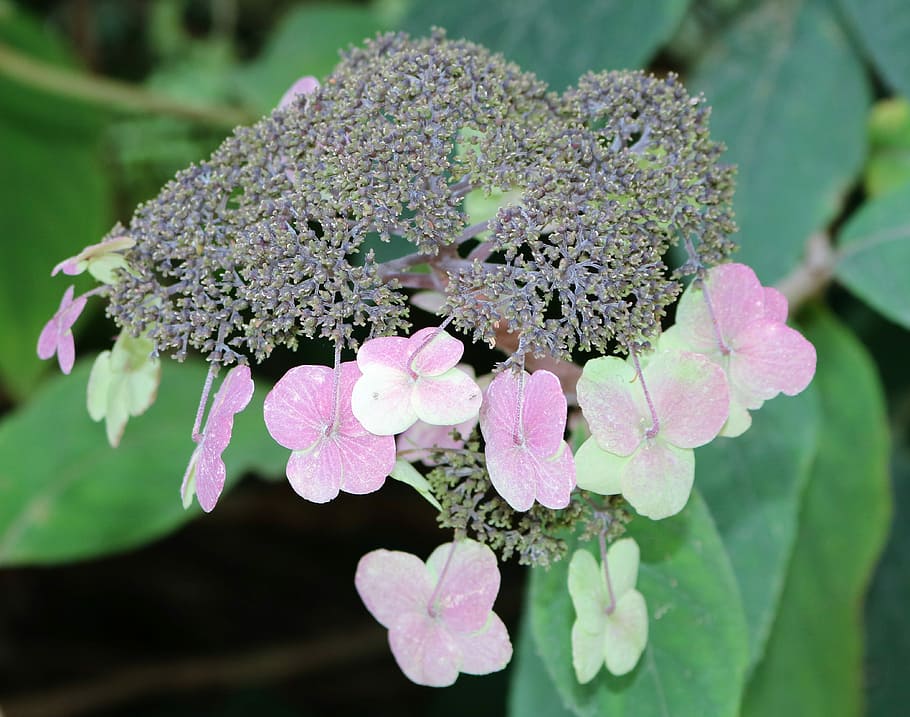 Hydrangea, Garden, Encyclopedia, hydrangea barbed, flower, pink color HD wallpaper