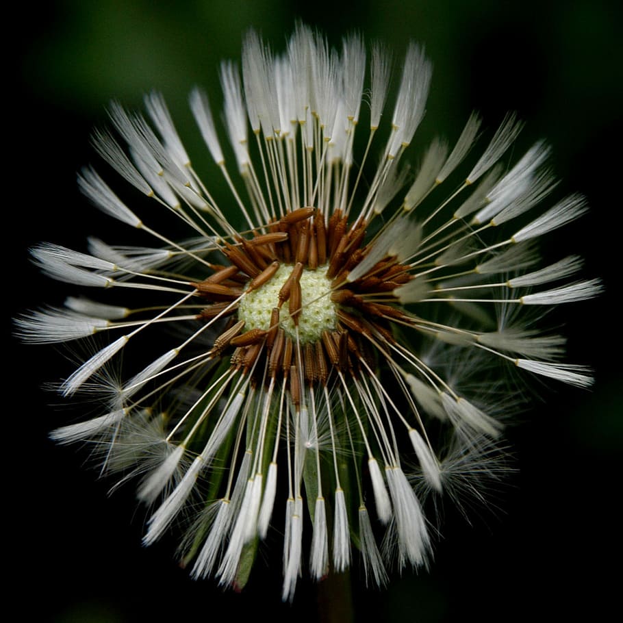 Dandelion, Macro, Fluff, Nature, Spring, flora, meditation HD wallpaper