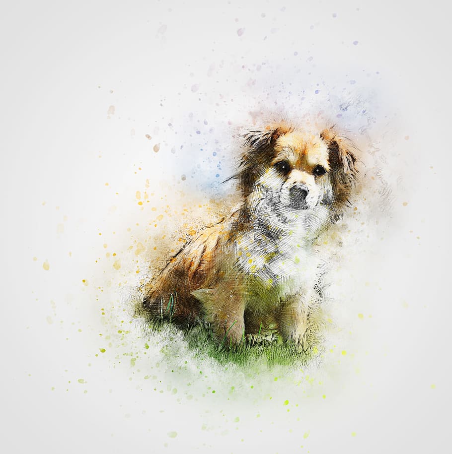 small long-coated white and tan dog sketch, cute, pet, animal