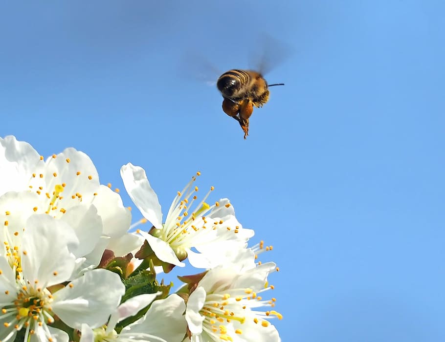 insect, plant, nature, flower, flowering plant, vulnerability HD wallpaper