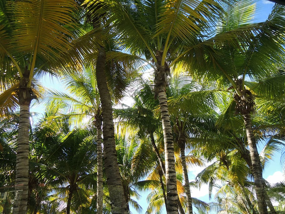 palm, tree, sun, light, trees, antigua, palm tree, plant, tropical climate HD wallpaper