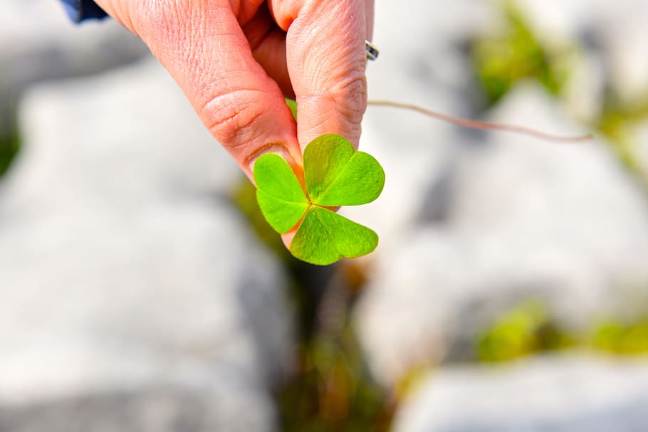 person holding green leaf, Shamrock, Ireland, Europe, Irish, Day
