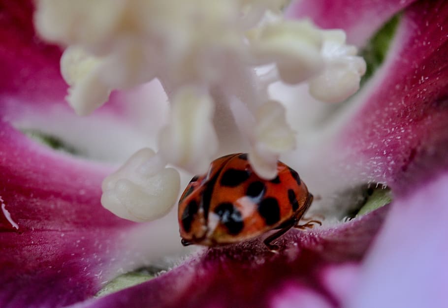 nature, blossom, bloom, ladybug, macro, close, spring, animal HD wallpaper