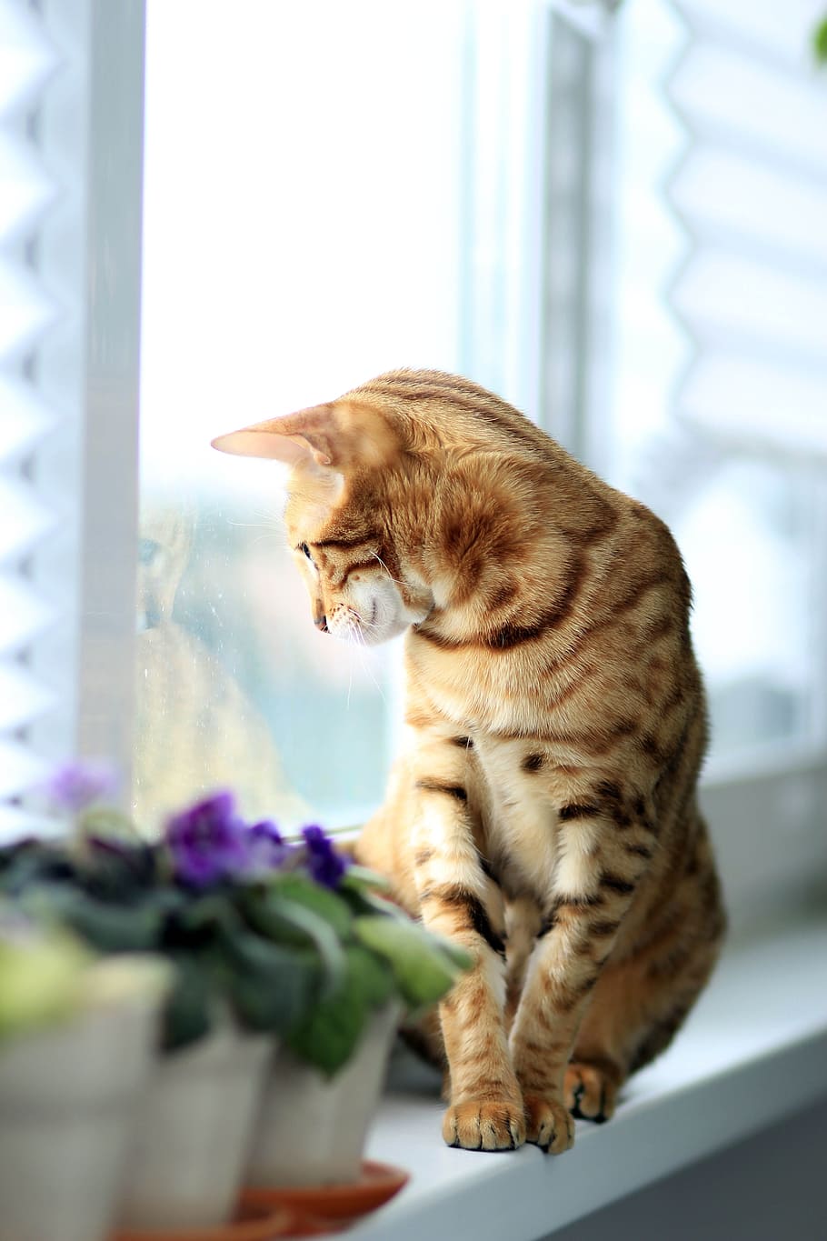 orange cat sitting on white wooden shelf near glass window seeing outside HD wallpaper