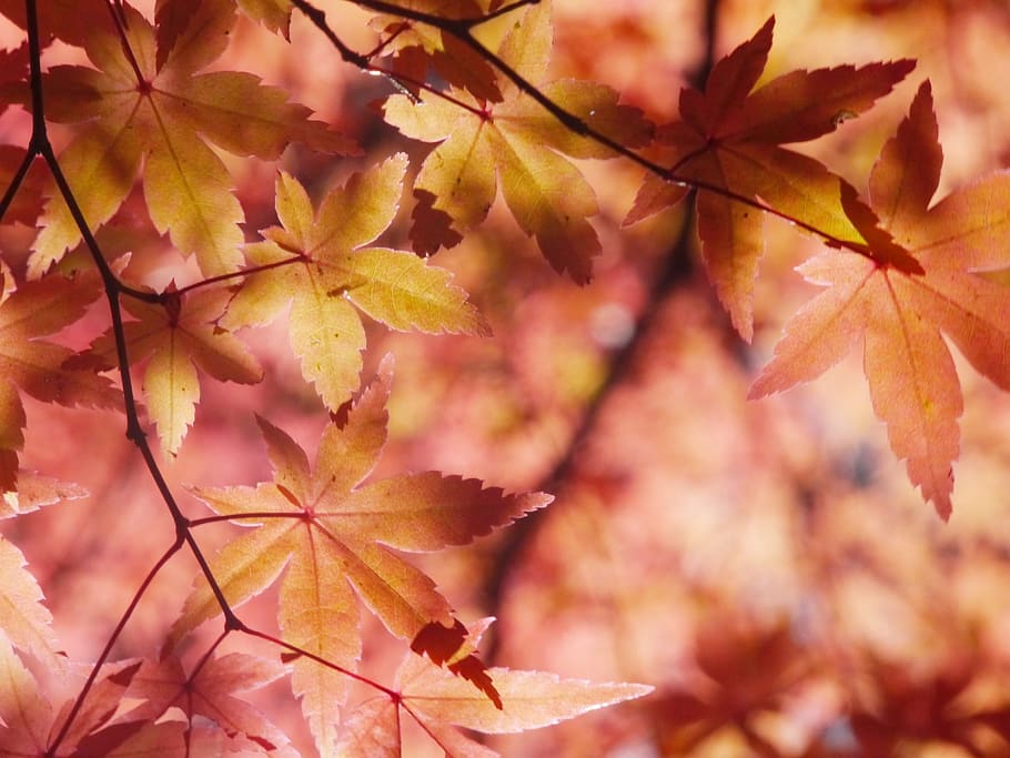 autumnal leaves, aomoriya, star resort, maple, japan, antomasako, HD wallpaper