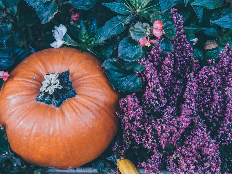 Orange and Green Squash, halloween, leaves, plants, pumpkin, food and drink, HD wallpaper