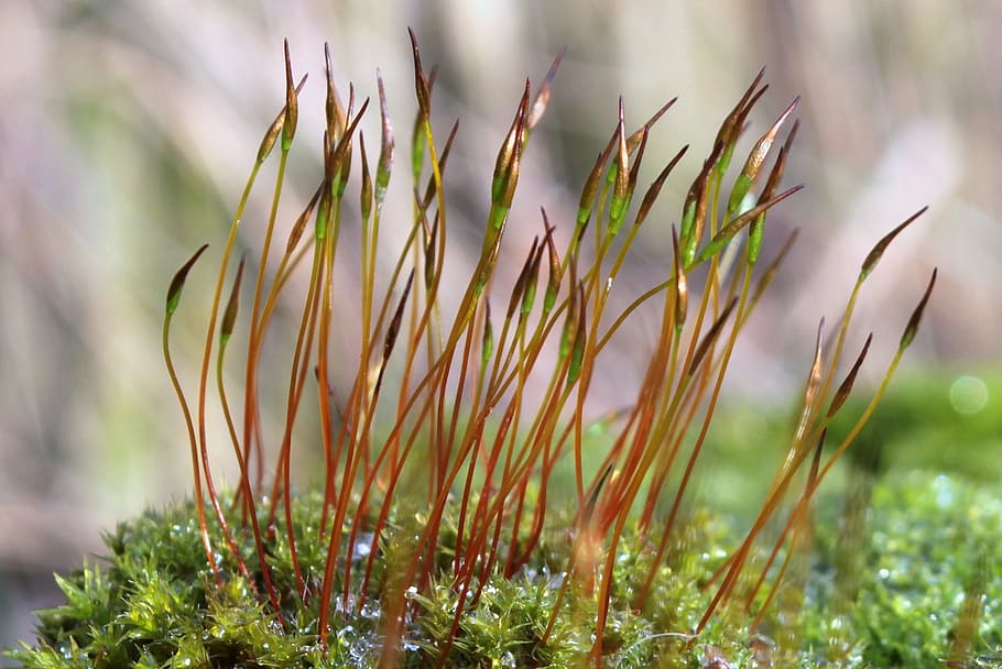 Moss, Wall Rotary Toothed Moss, tortula muralis, stalked spore capsules, HD wallpaper