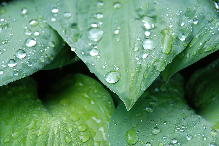 Leaves, Raindrop, green, leaf, water, wet, green color, close-up HD wallpaper