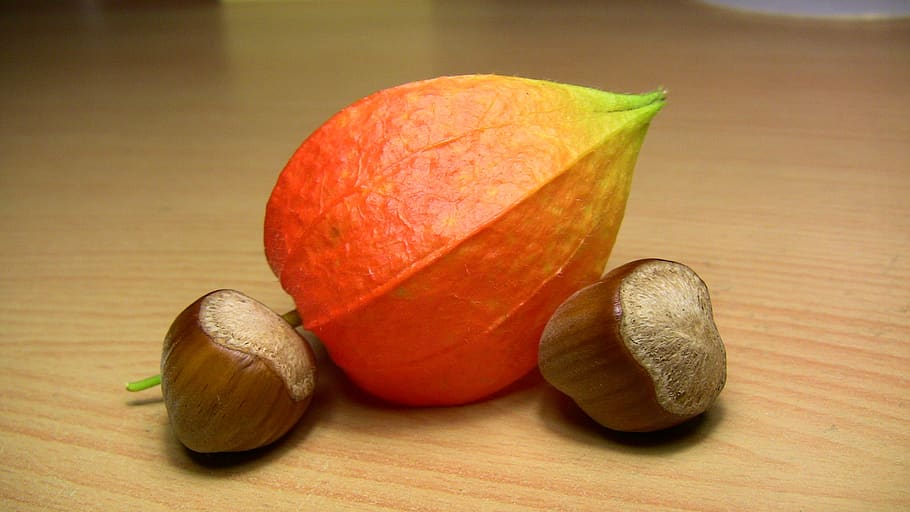 hazelnut, peru physalis, plant, fruit, macro, food, healthy eating HD wallpaper