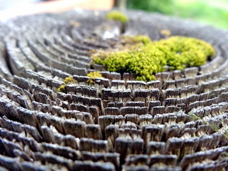 wood, moss, desktop, cool, texture, background, selective focus HD wallpaper