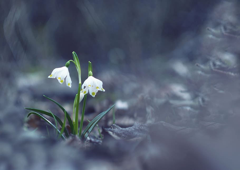 selective focus photo of two white flowers, snowflake, spring HD wallpaper