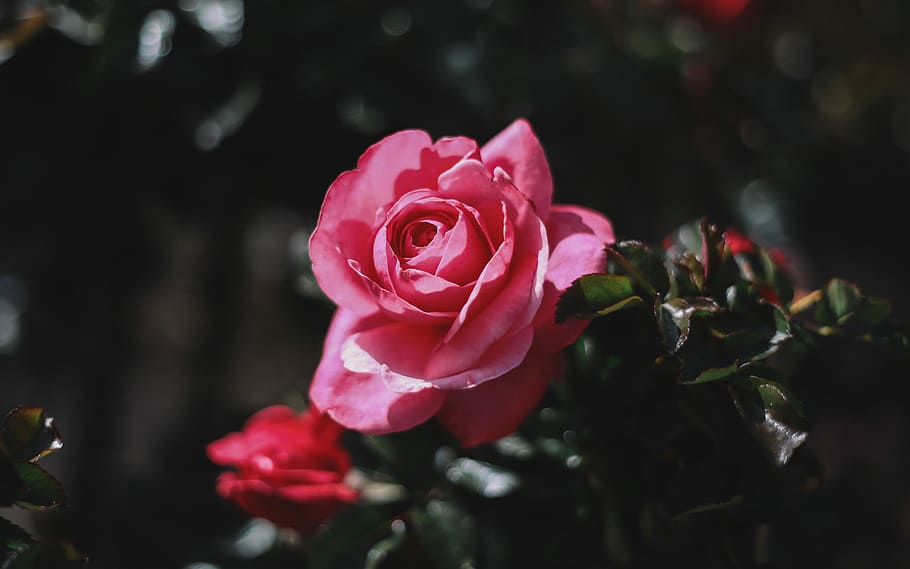 closeup photo of pink rose flower, selective focus photography of pink rose flower