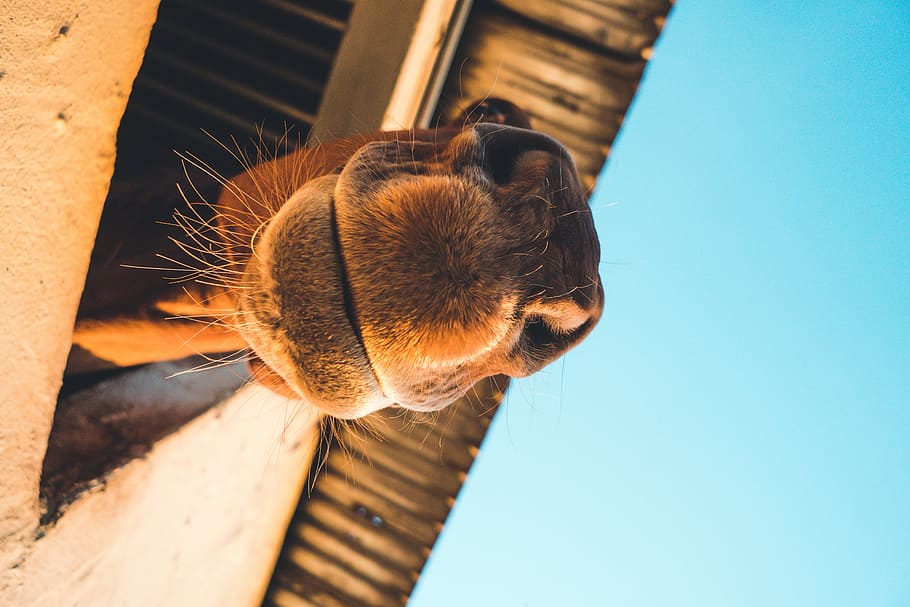 closeup photography of brown camel, brown camel, animal, face HD wallpaper