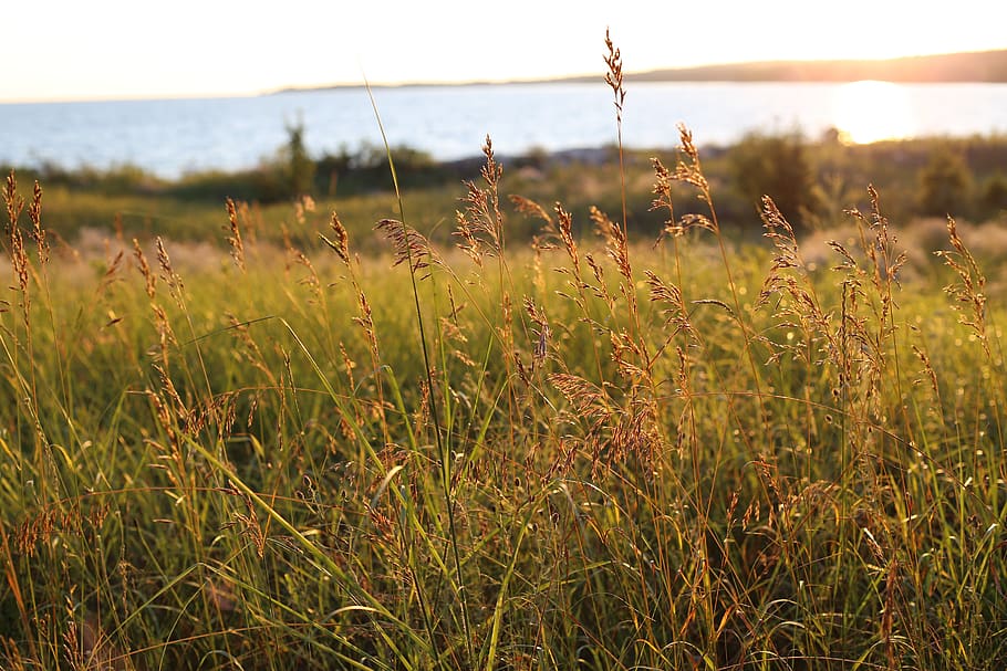beach, grass, sunset, summer, plant, field, growth, tranquility HD wallpaper