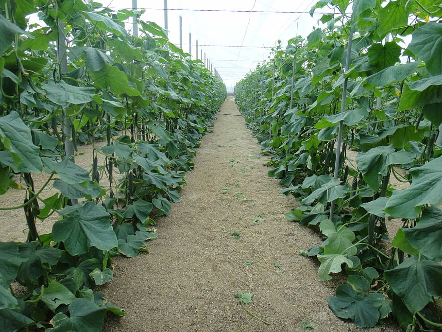 cucumbers, almeria, spain, growth, leaf, plant, plant part HD wallpaper