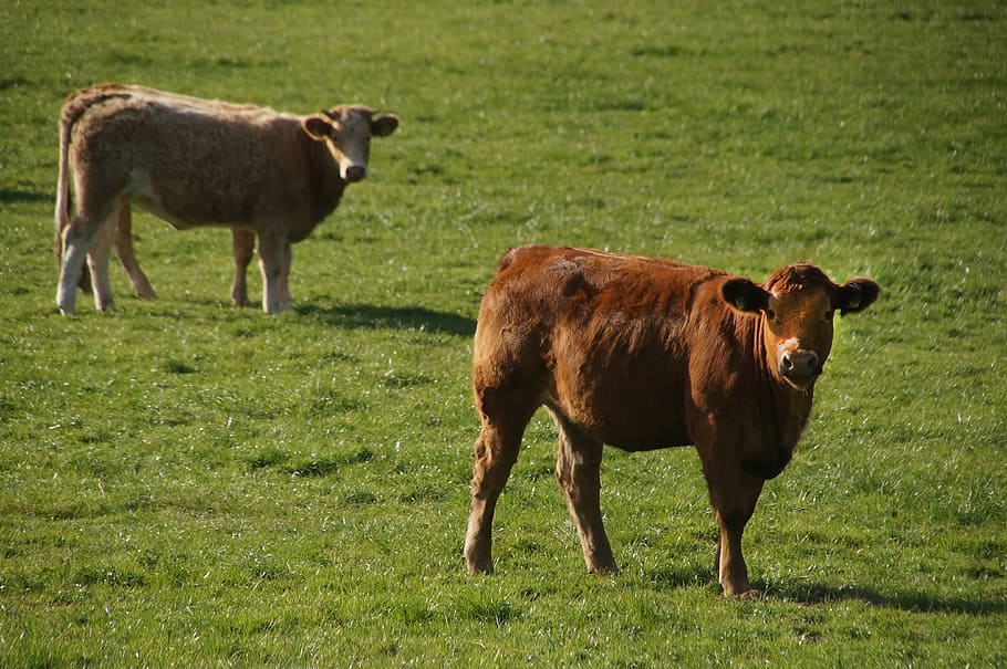 Cow, Animal, Cattle, Pasture, Landscape, graze, happy cows, HD wallpaper