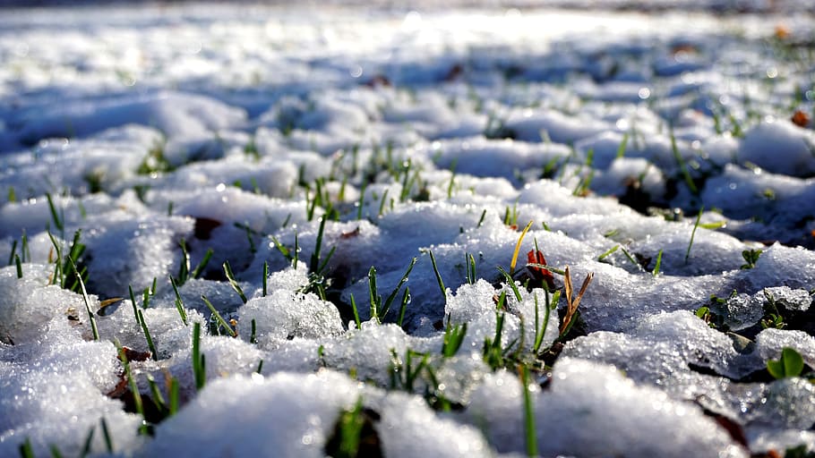snow, grass, fluffy, cold, nature, white, time of year, crystal HD wallpaper