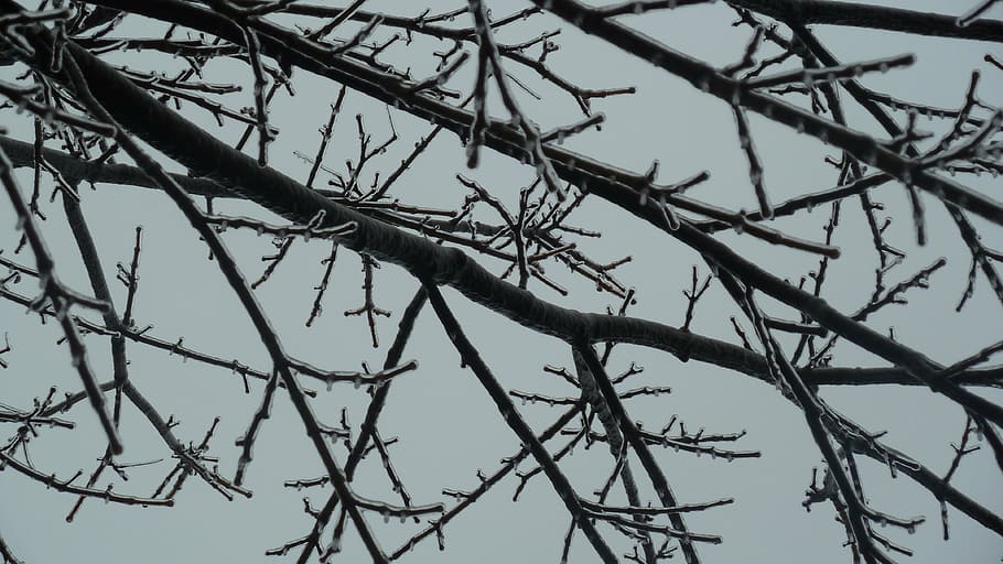 ice, branches, trees, winter, landscape, cold, nature, season HD wallpaper