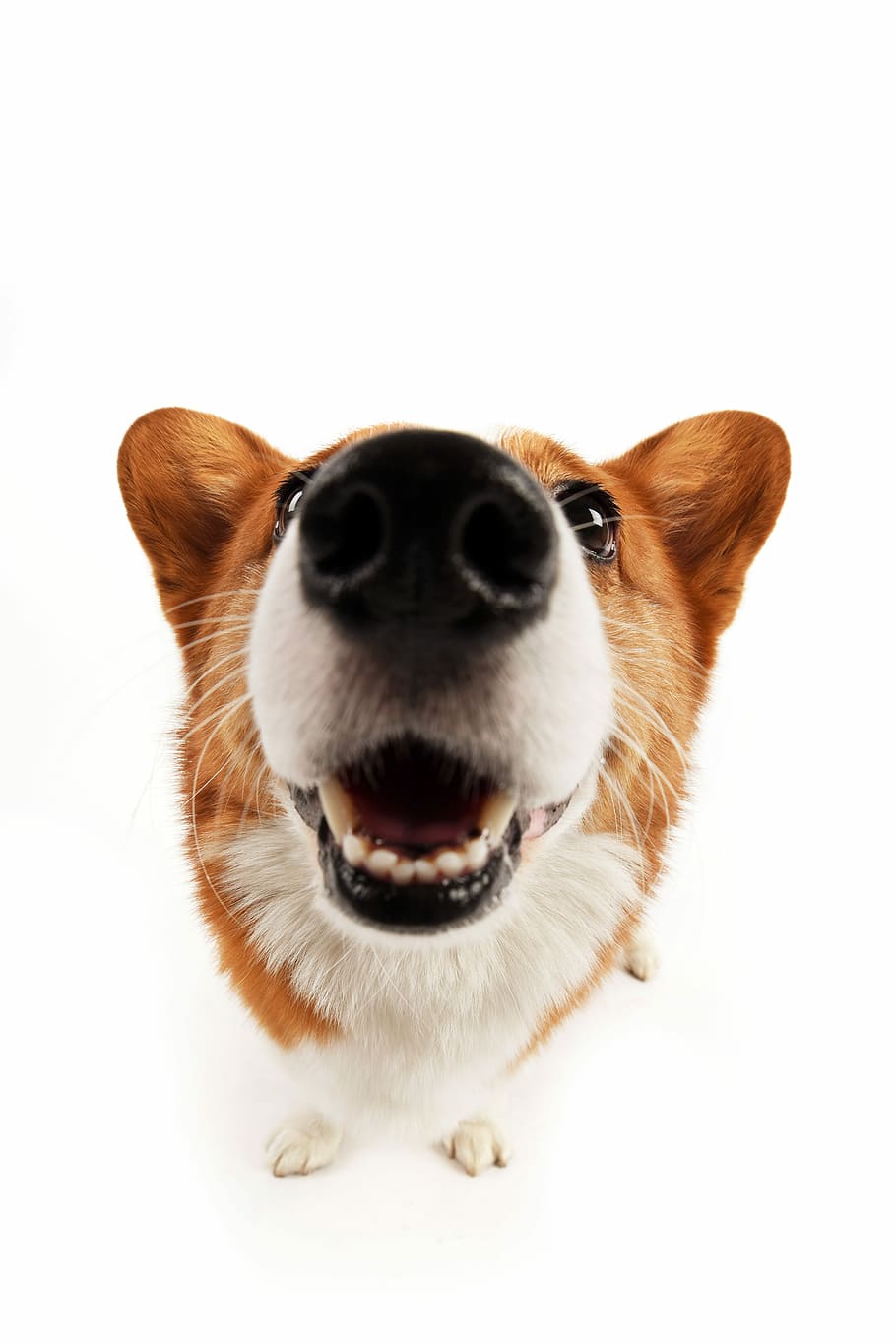 pets, dog, one animal, animal themes, domestic, mammal, canine HD wallpaper