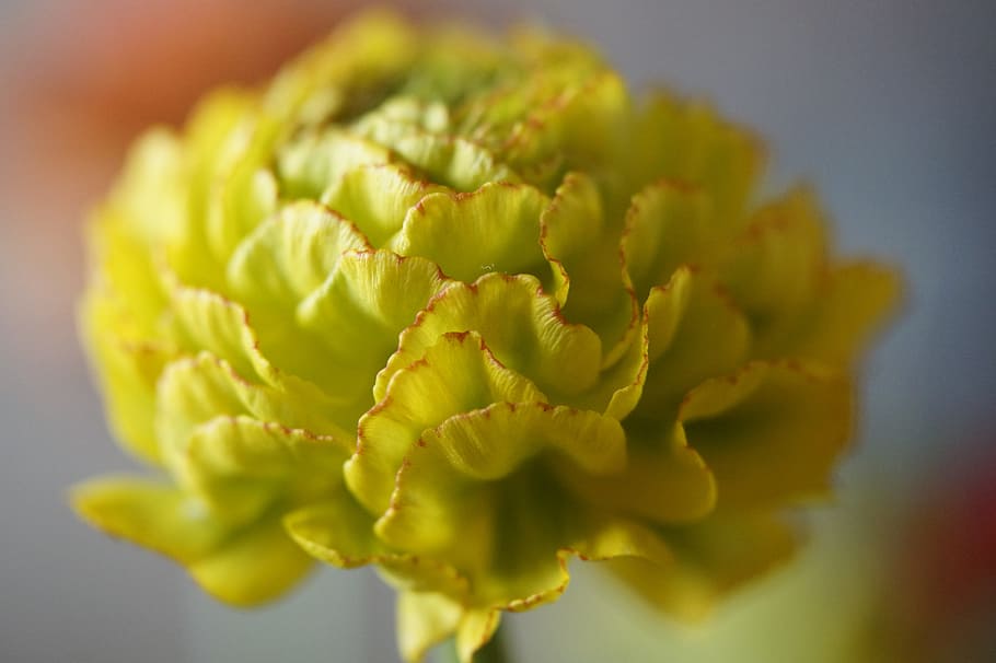 flower, blossom, bloom, ranunculus, new breeding, greenish HD wallpaper