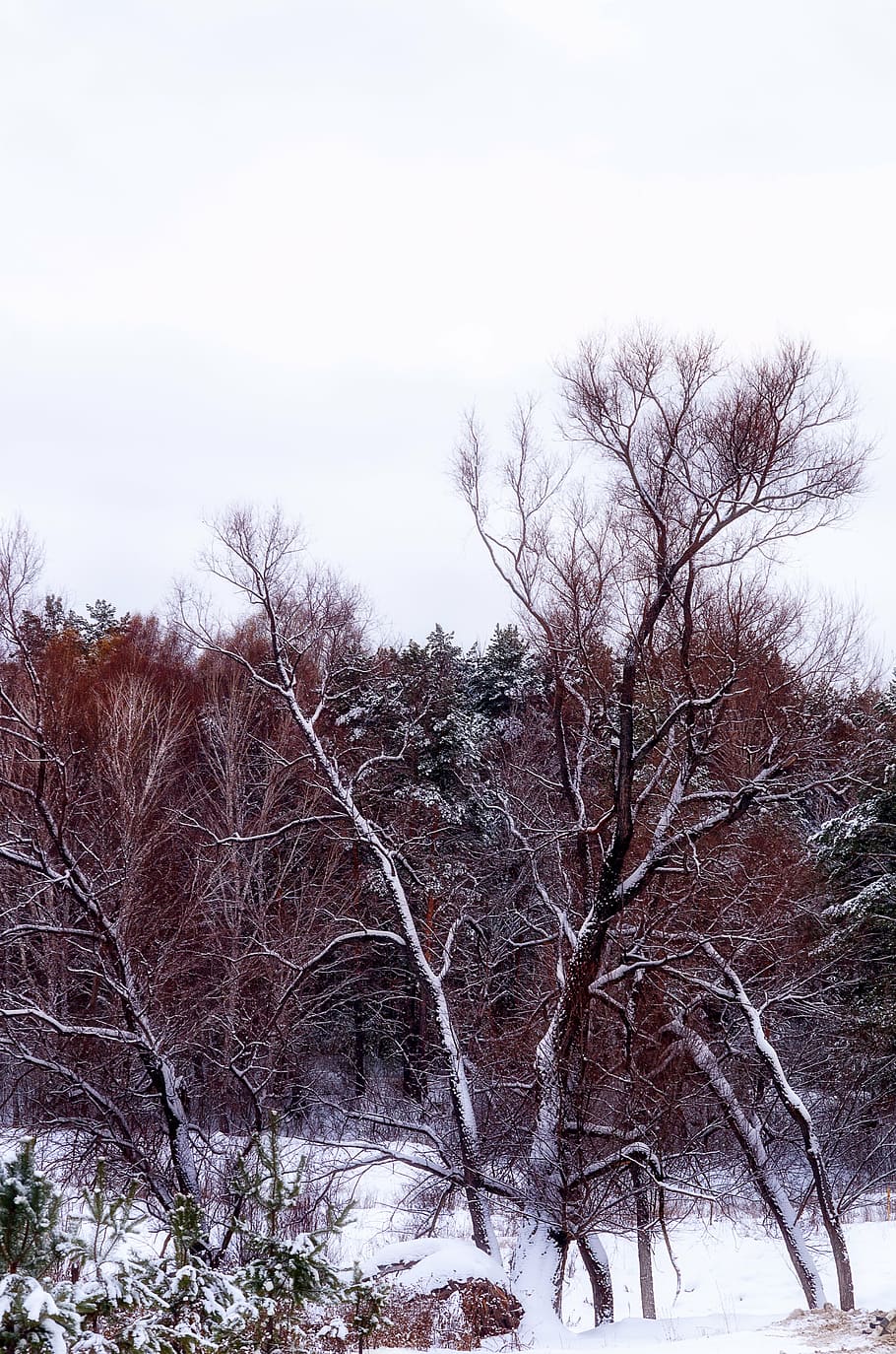 forest, snow, tree, winter forest, trees, nature, snow winter nature HD wallpaper