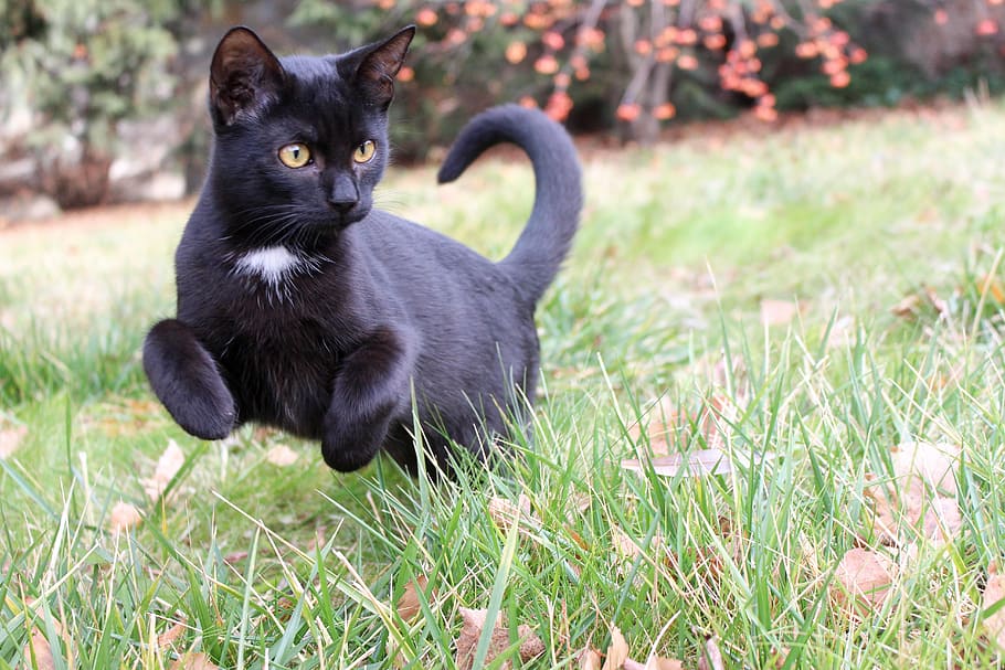 black cat walks on green grass at daytime, kitten, ferrets HD wallpaper