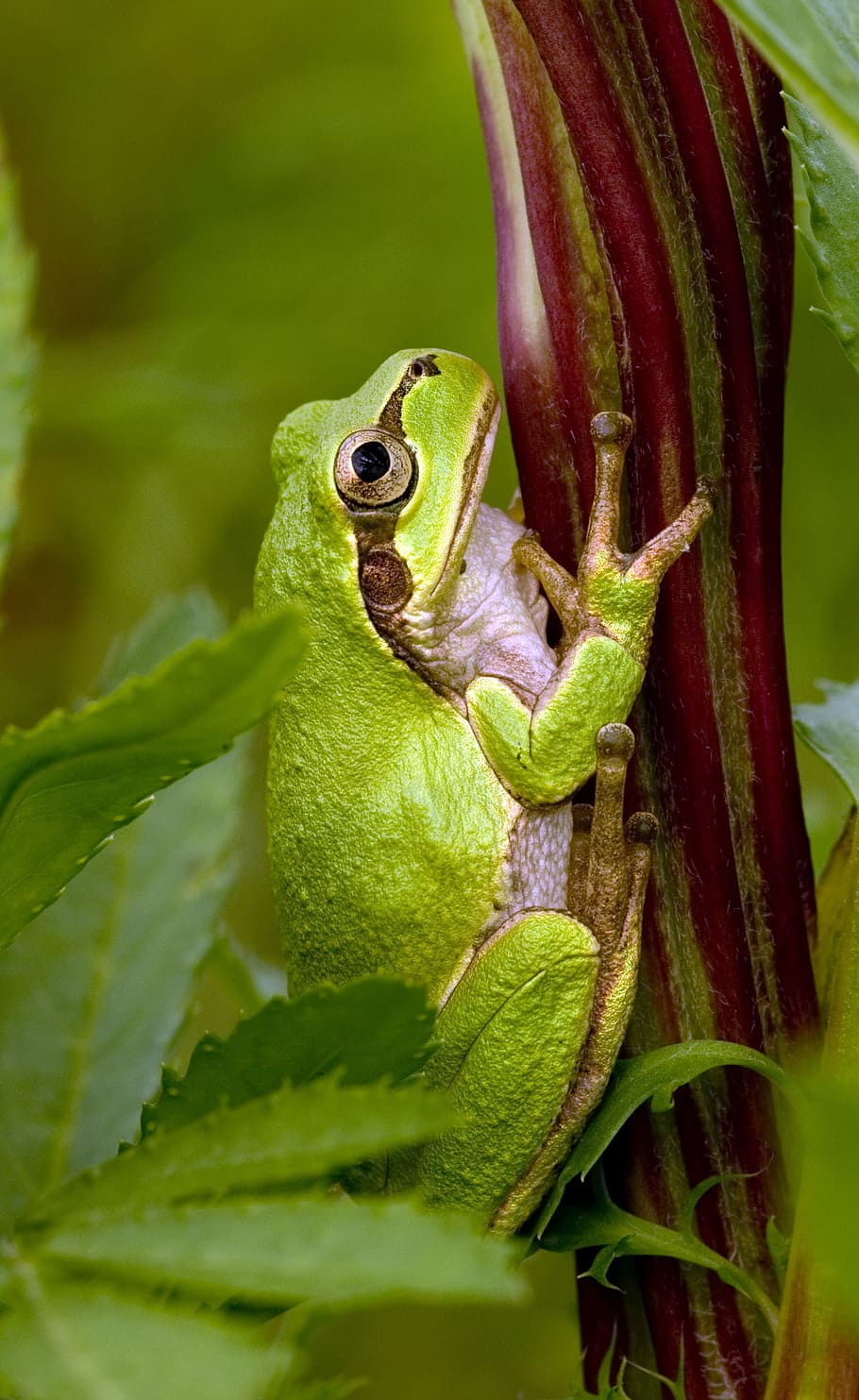 green frog on green leafed plant, Japanese Tree Frog, hyla japonica