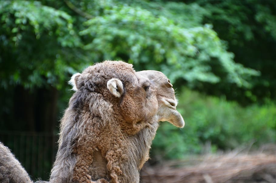 camel, dromeda, animal, animal themes, mammal, one animal, tree HD wallpaper