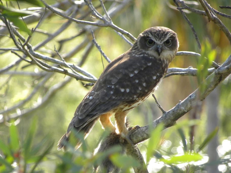 perching brown owl photo, southern boobook, predator, bird, bird of prey