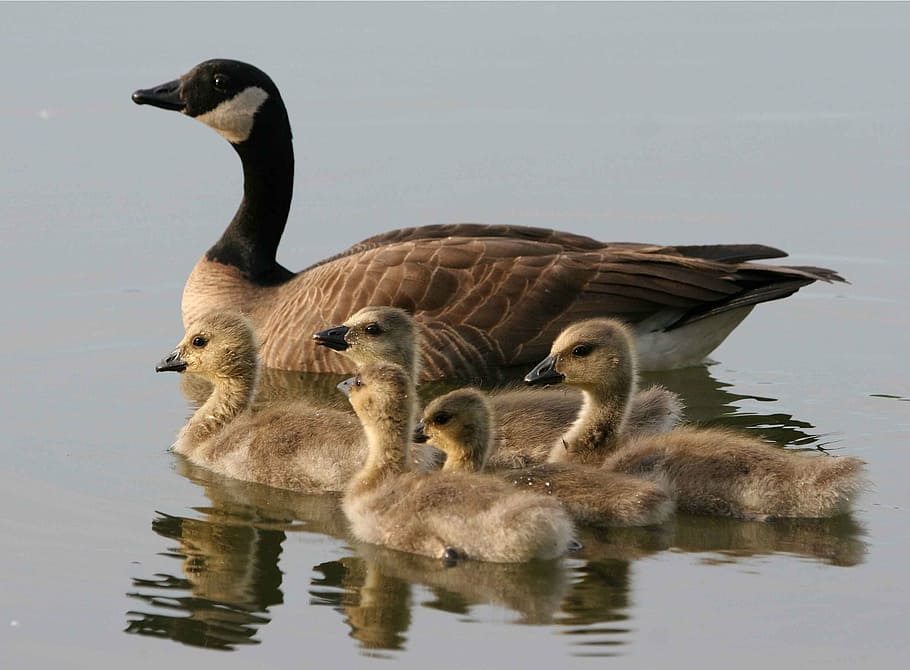 flock of brown duck on body of water, canadensis, branta, swimming, HD wallpaper