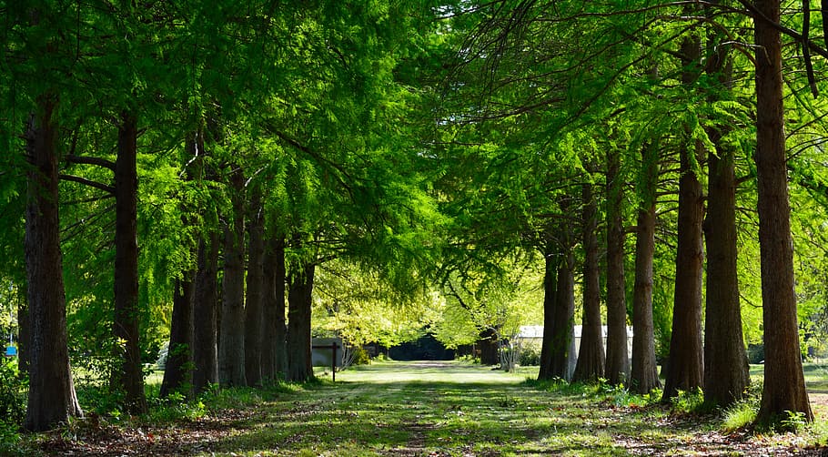 trail, landscape, pine, nature, trees, forest, outdoors, summer HD wallpaper