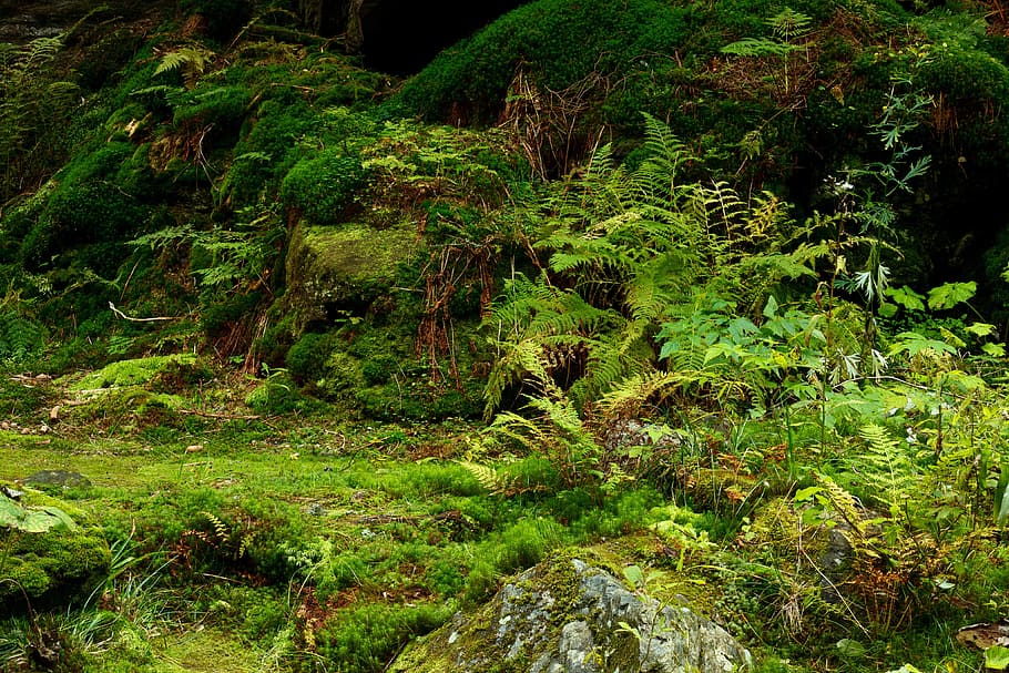 green leaf plant, background, environment, floor, flora, foliage HD wallpaper