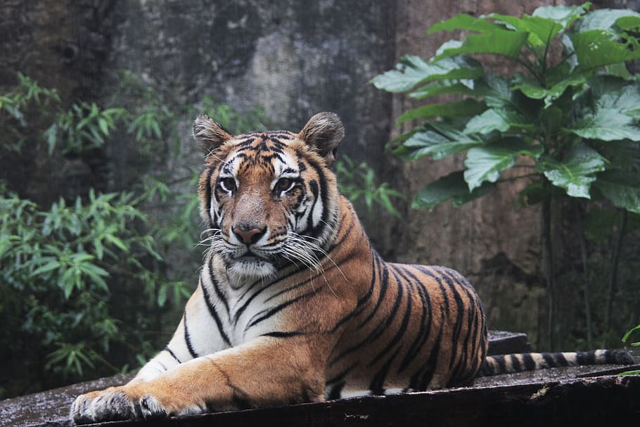Tiger on brown sruface, indonesia, panthera, sumatran, tigris